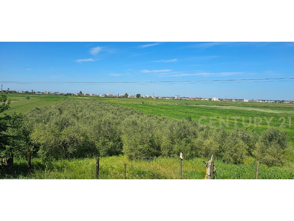 For Sale or Exchange 4000 m2 Are Land With 400 Spanish Olive Trees, 15 Years Old!!!