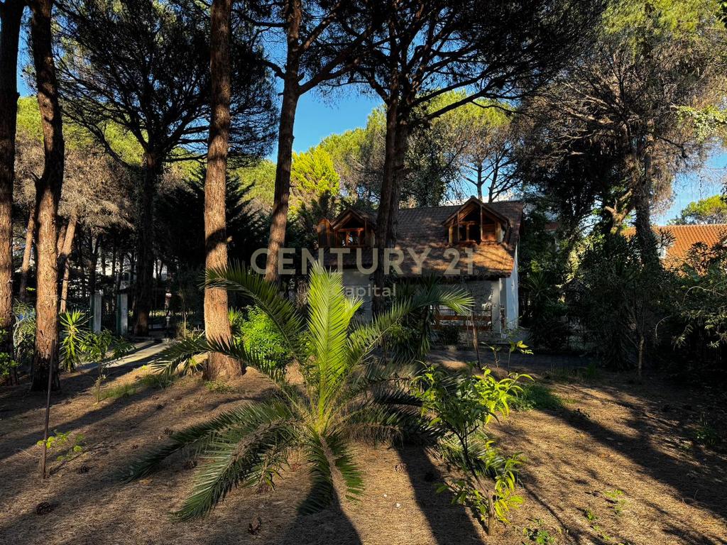 A small shady spot among the pine trees in Qeret!