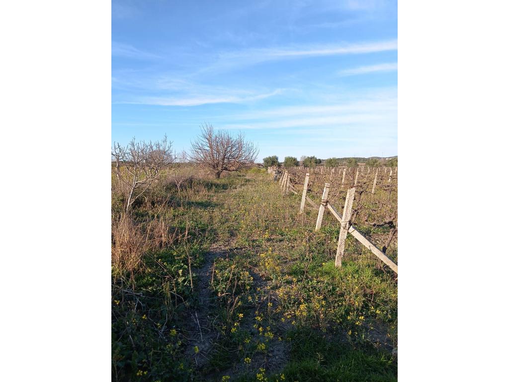 FOR SALE 1000 M² – LAND IN "PANAJA"
