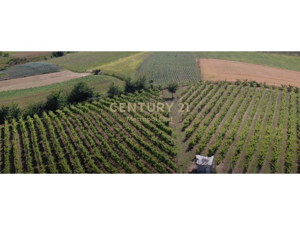 FOR SALE – Winery “Shahinaj” in Gjepale