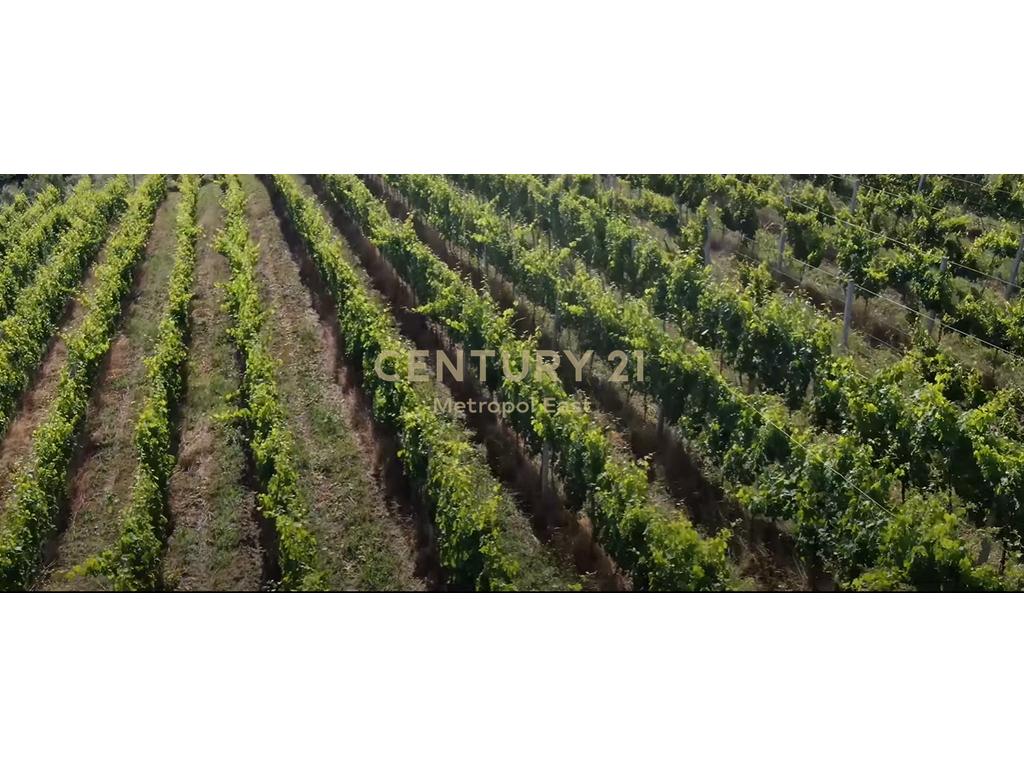 FOR SALE – Winery “Shahinaj” in Gjepale