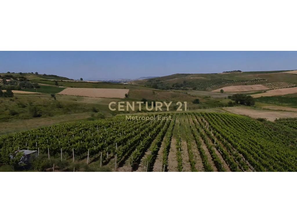 FOR SALE – Winery “Shahinaj” in Gjepale