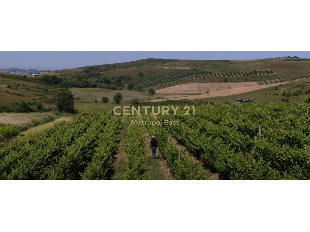 FOR SALE – Winery “Shahinaj” in Gjepale