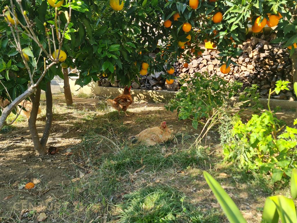 SHE HAS A PRIVATE HOUSE IN TOKA, IN KODRAT E MARIKAJ!