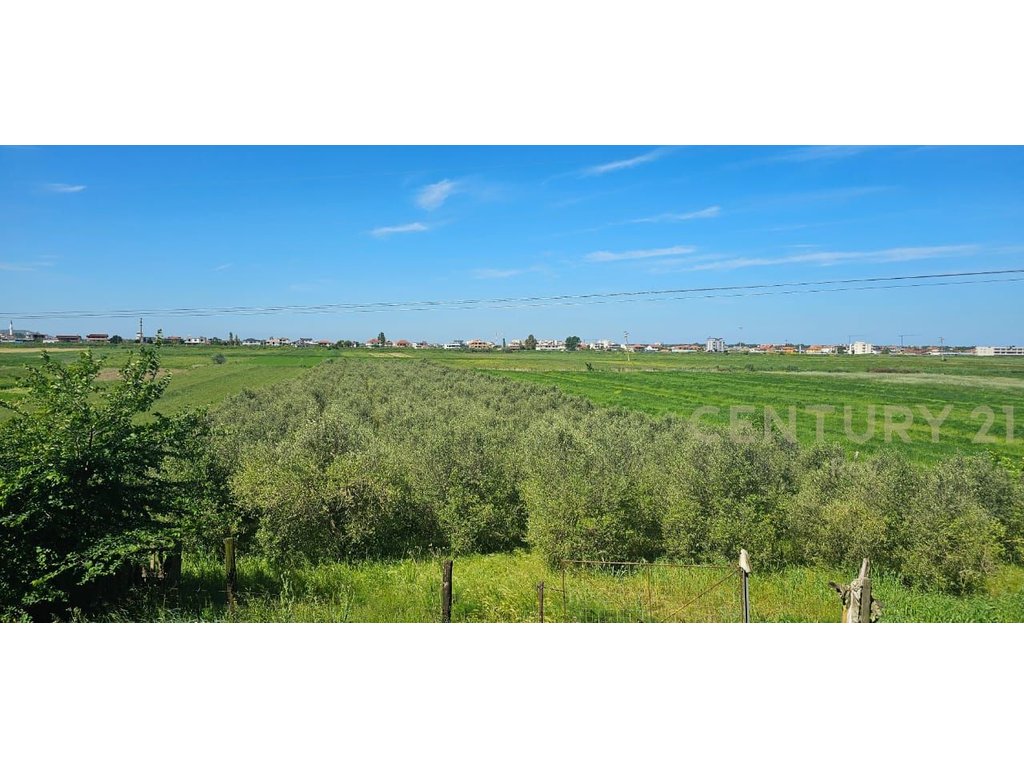 For Sale or Exchange 4000 m2 Are Land With 400 Spanish Olive Trees, 15 Years Old!!!