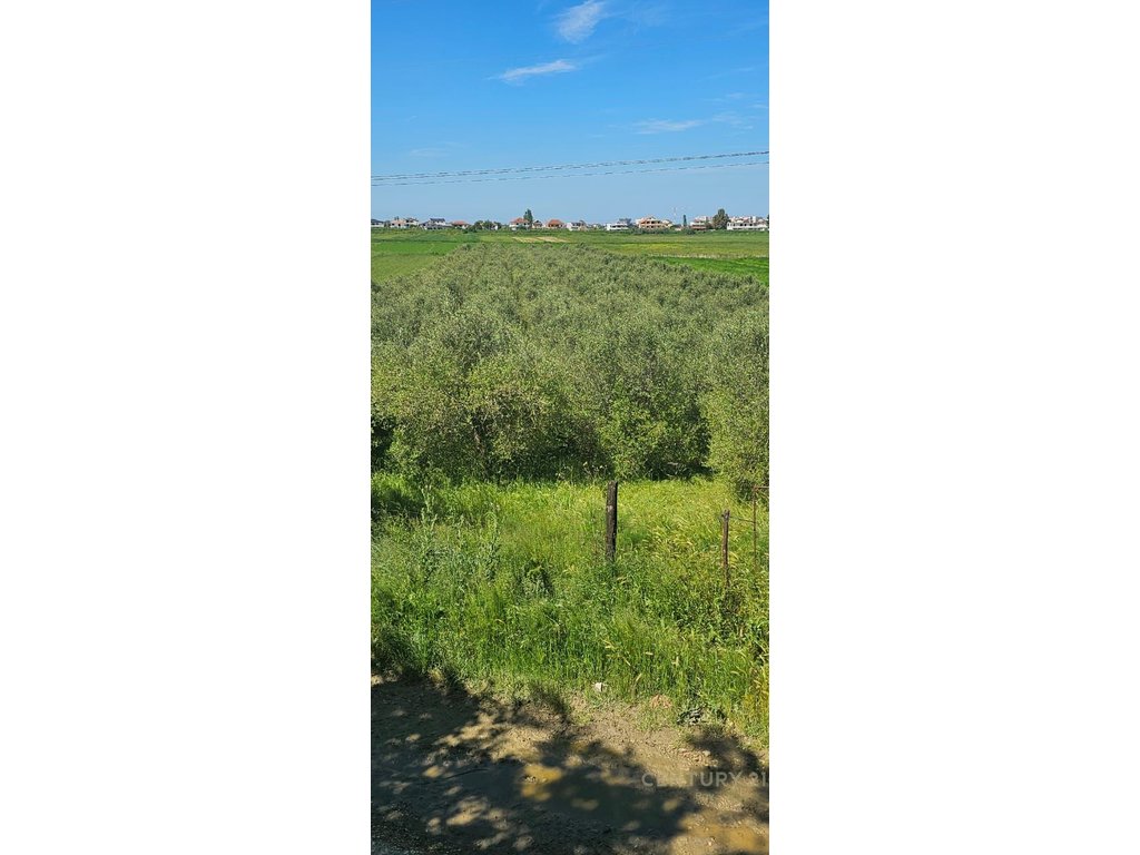 For Sale or Exchange 4000 m2 Are Land With 400 Spanish Olive Trees, 15 Years Old!!!