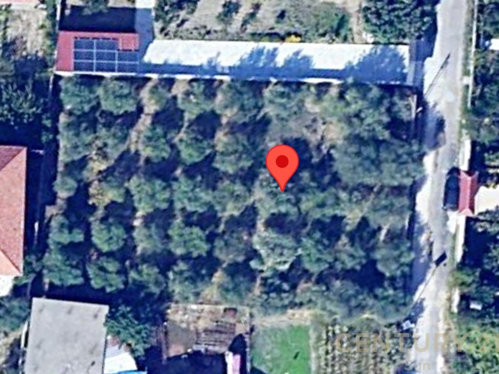 OLIVE LAND FOR SALE NEAR THE "RENOIL" FUEL STATION IN FIER!