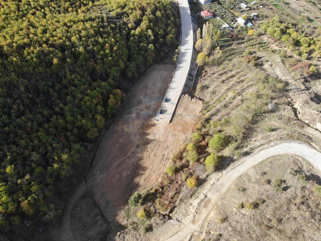 For sale, Tree nursery, Chestnuts, Pogradec