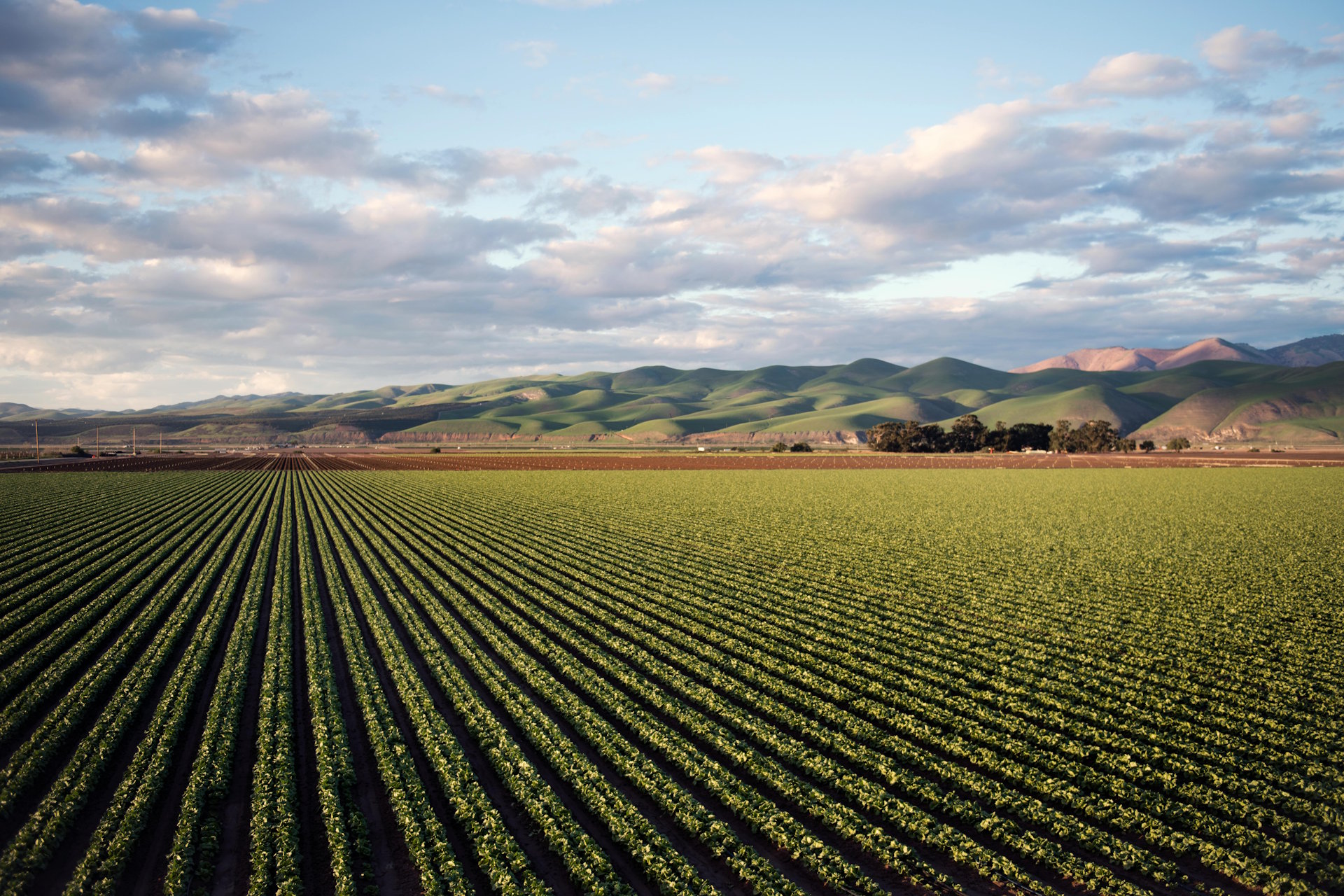 Agricultural Farm with Vineyard - Zejmen, Lezhe