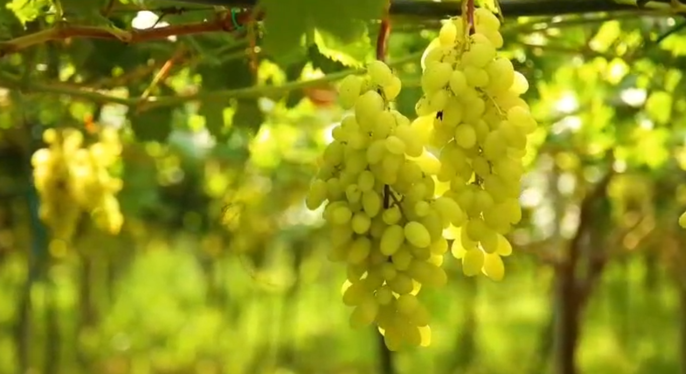 Agricultural Farm with Vineyard - Zejmen, Lezhe